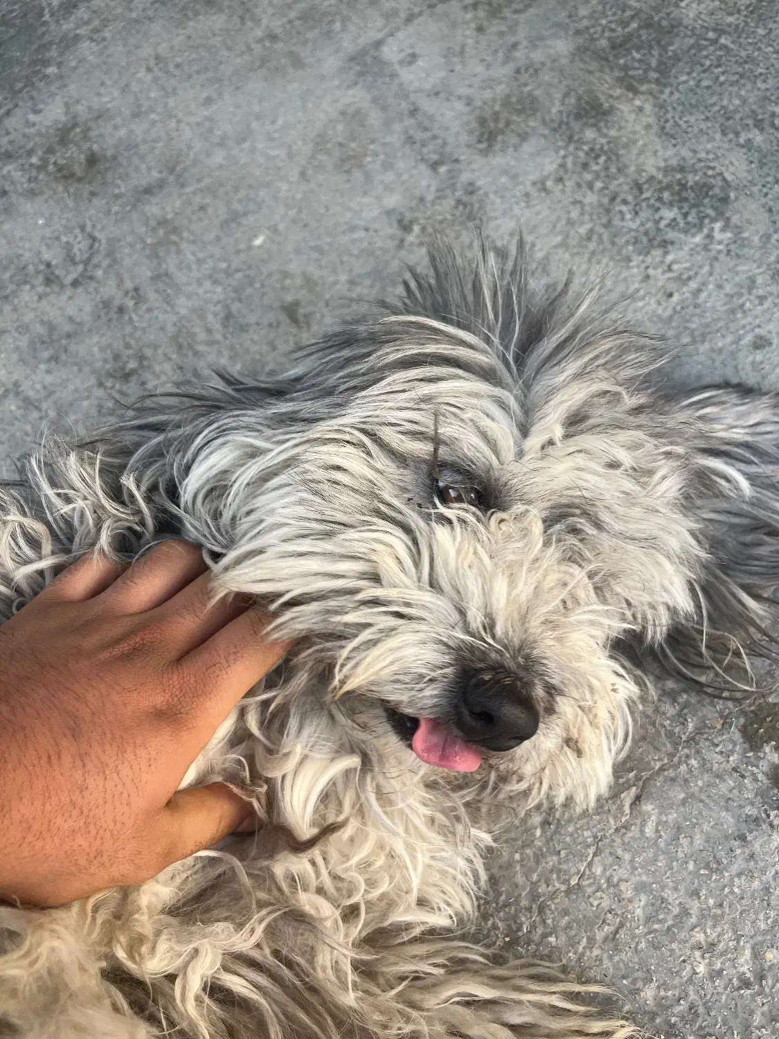 سگ پودل|سگ|شیراز, ظفرآباد|دیوار