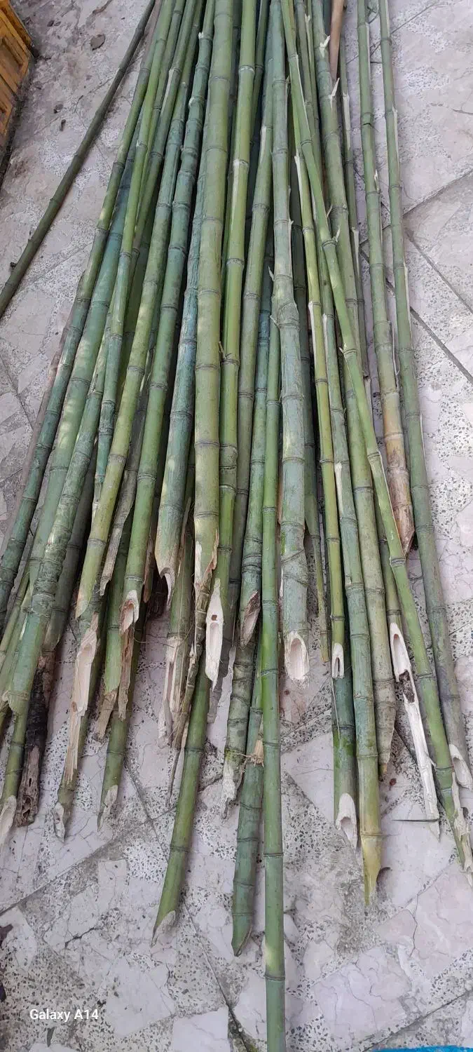 نی خیزران صاف وبلند|گل و گیاه طبیعی|گوراب زرمیخ, |دیوار