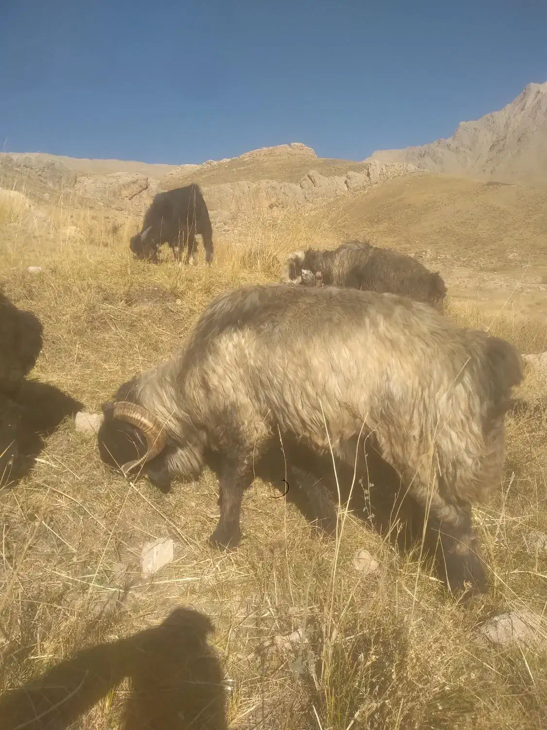 قوچ اصل ترکی روزگاری|حیوانات مزرعه|فریدونشهر, |دیوار