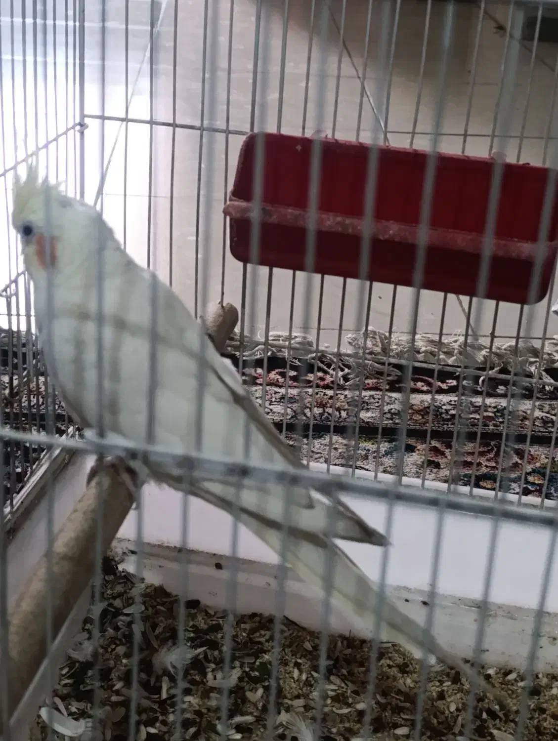 فروشی|پرنده|پاسارگاد, |دیوار