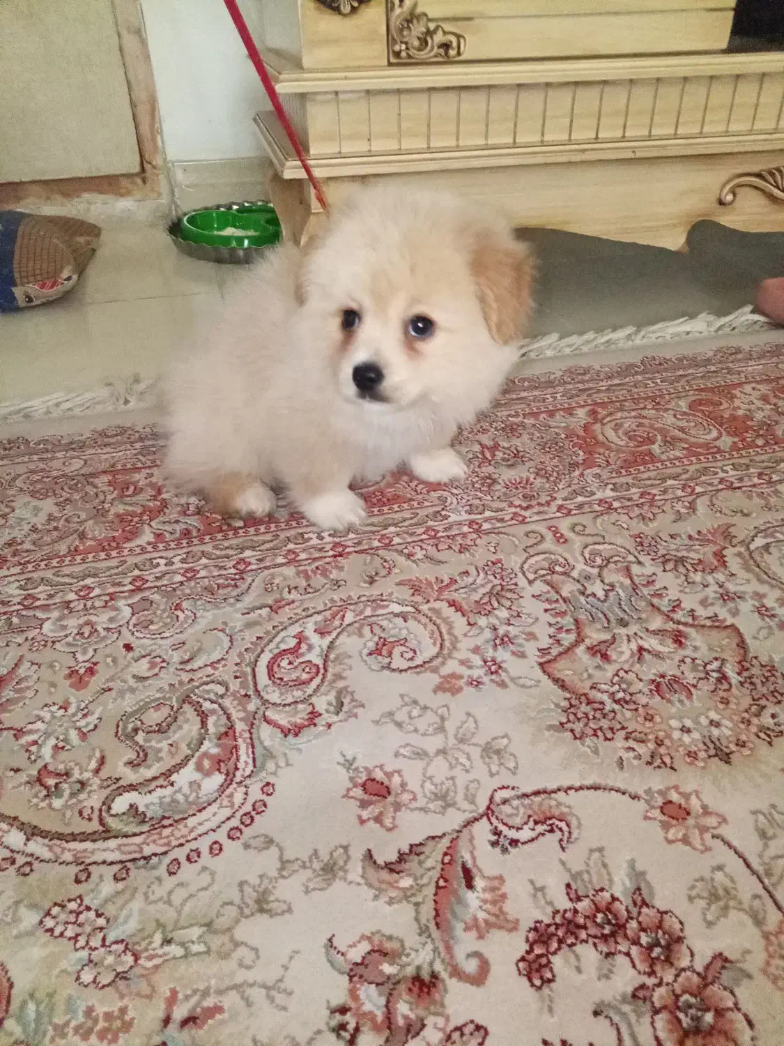 سگ پامر نر|سگ|رودسر, |دیوار