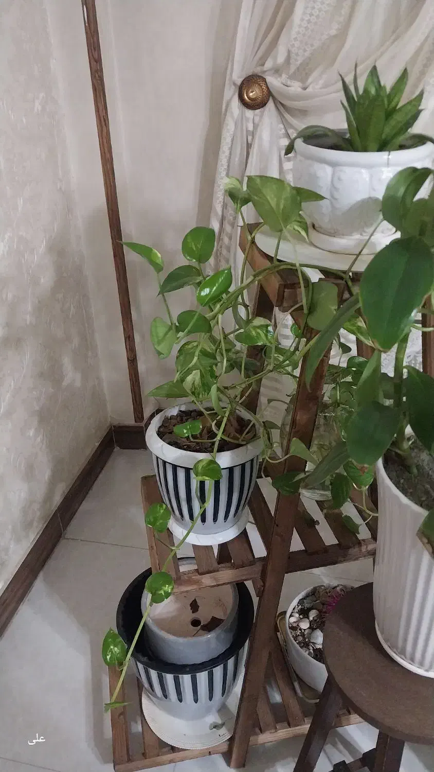 گل طبیعی|گل و گیاه طبیعی|فردیس, شهرک ارم|دیوار