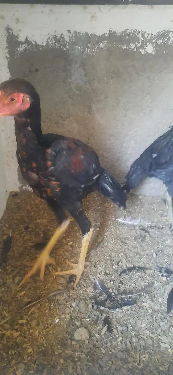 جوجه لاری|حیوانات مزرعه|پاکدشت, پاکدشت (مامازند)|دیوار