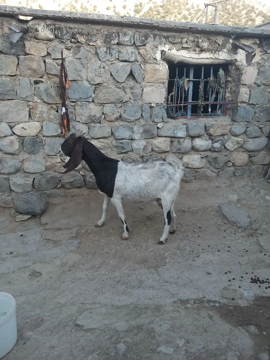 یکراسبزپاکستانی|حیوانات مزرعه|ایلام, |دیوار