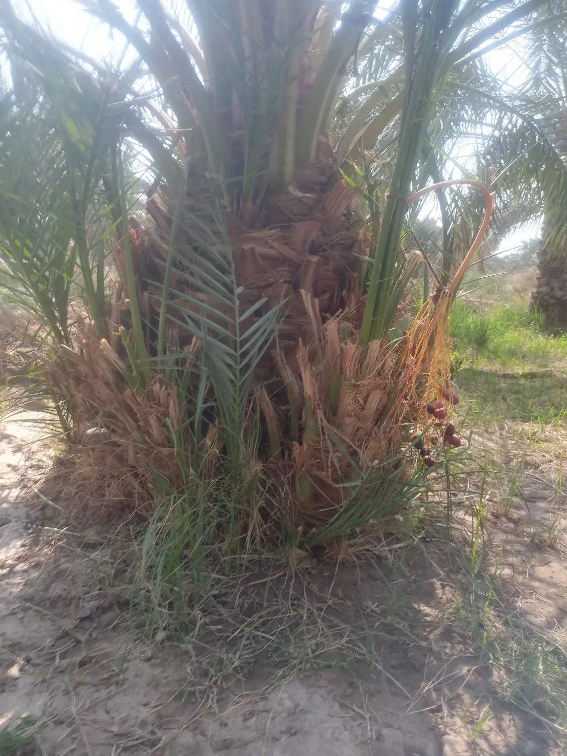 جنگ درخت فروشی|خدمات باغبانی و درختکاری|نرماشیر, |دیوار