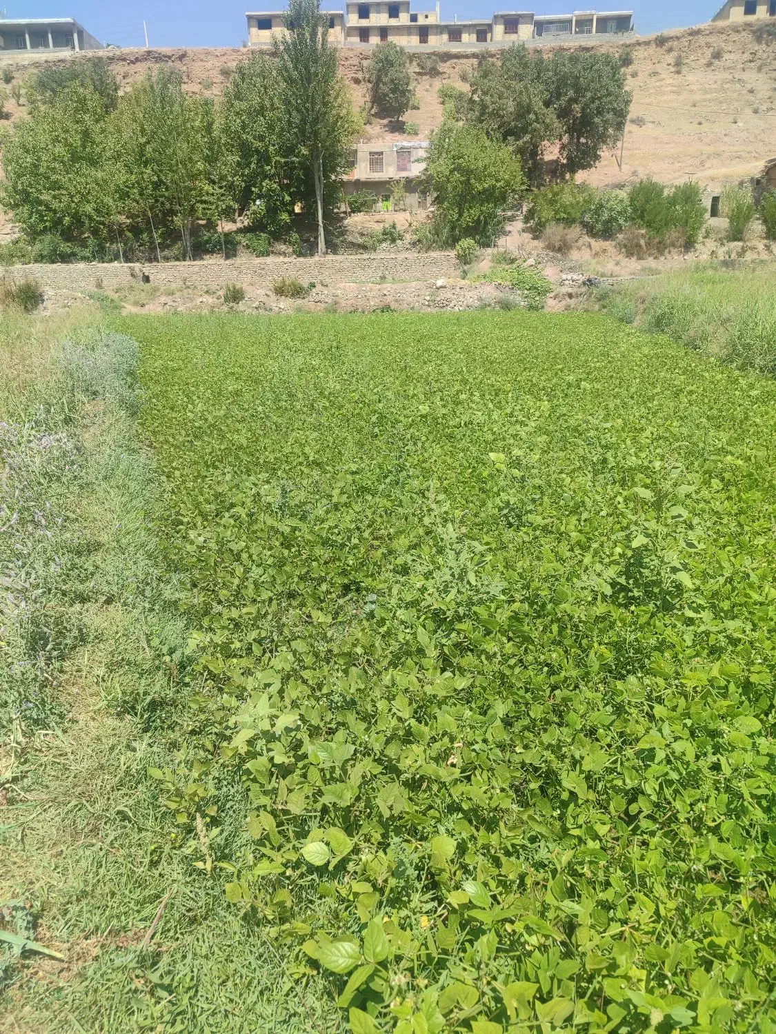 کاه ماشک|خدمات باغبانی و درختکاری|پاتاوه, |دیوار