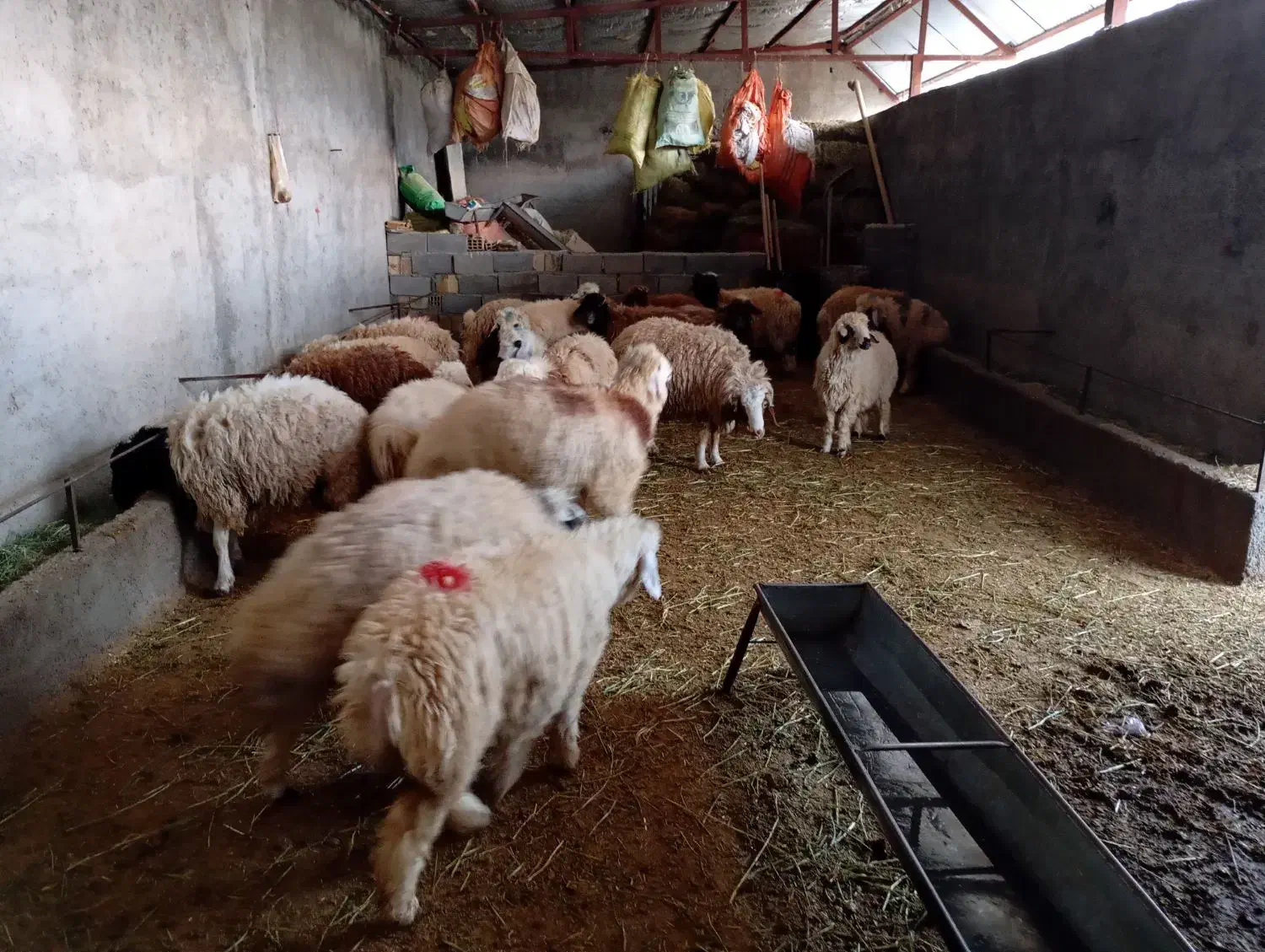 بره پرواری وصادراتی|حیوانات مزرعه|کوهدشت, |دیوار