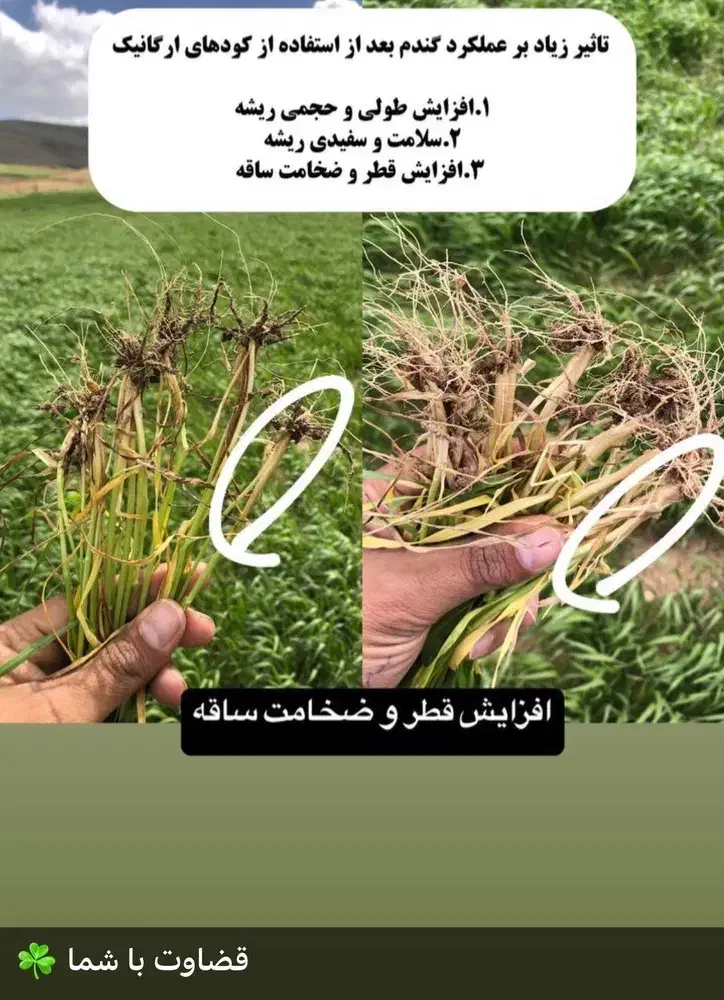 بهترین کودبرای افزایش محصول برای کشت پاییزه تضمینی|خدمات باغبانی و درختکاری|اهواز, بهارستان|دیوار