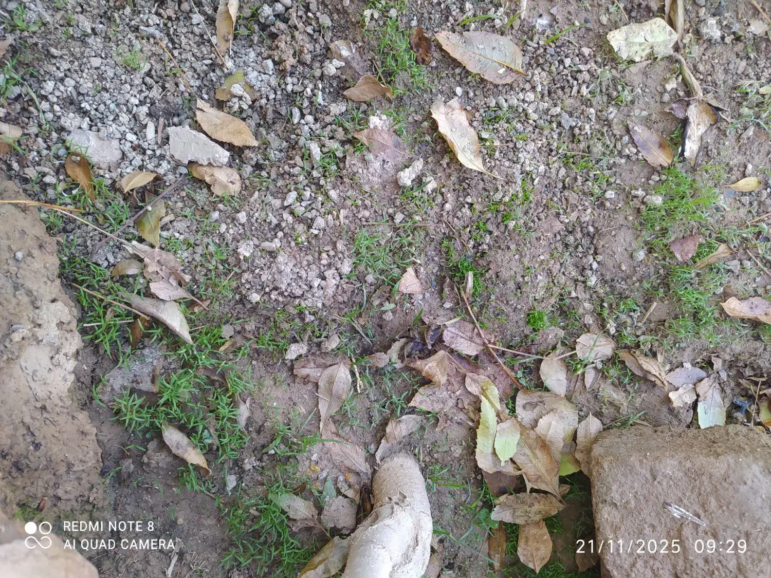 بذر گوجه ای وسفیدبشرط|گل و گیاه طبیعی|خرم‌آباد, |دیوار