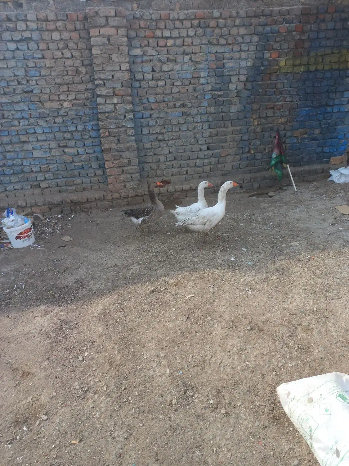 تعویض با مرغ هم می‌کنم|حیوانات مزرعه|کهک, |دیوار