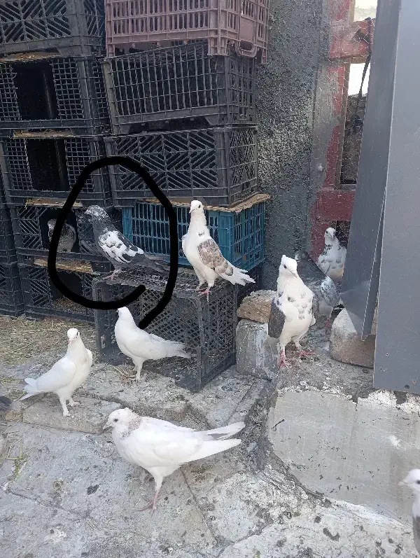 گمشده|حیوانات|کرمانشاه, |دیوار