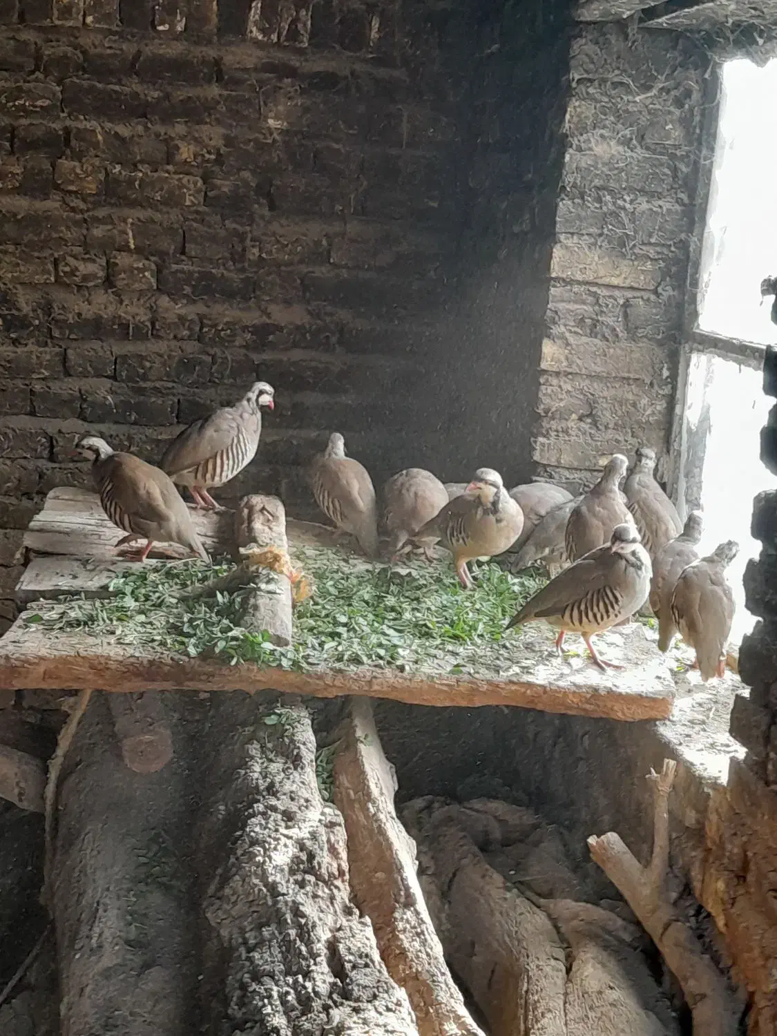 مرغ.|حیوانات مزرعه|نیر (اردبیل), |دیوار