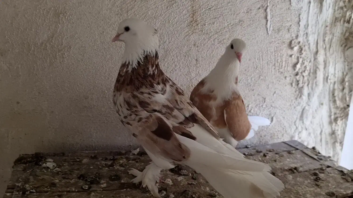 کبوتر و شازده فقط یجایی آخرش|پرنده|ری, شهرک نظامی|دیوار