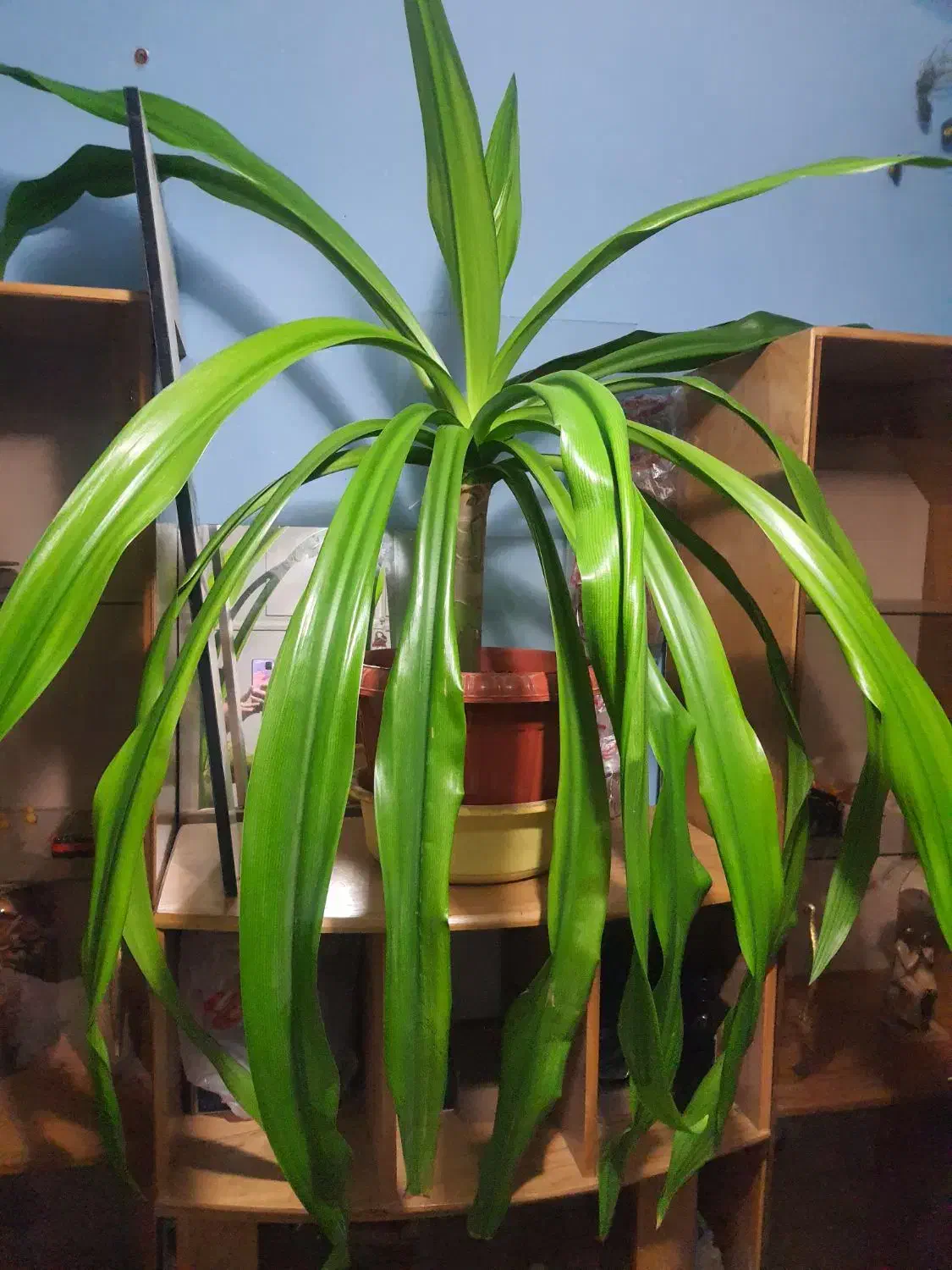 دو عدد گلدان بزرگ|گل و گیاه طبیعی|محمدشهر, شهرک پیام (مهرالبرز)|دیوار