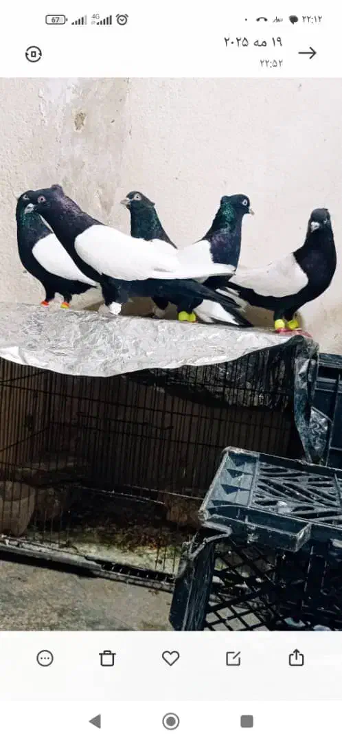 کفتر دم سفید|پرنده|شیراز, آبیاری|دیوار