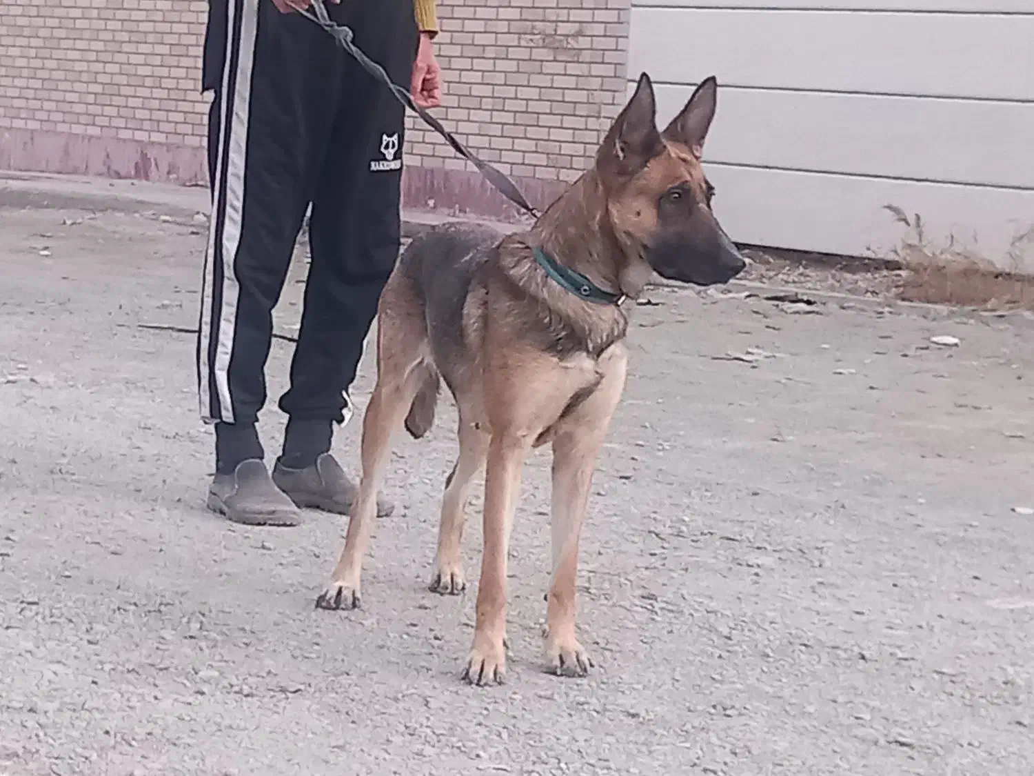 سگ ژرمن مالینویز ماده یکسال و نیمه|سگ|چهارباغ, |دیوار