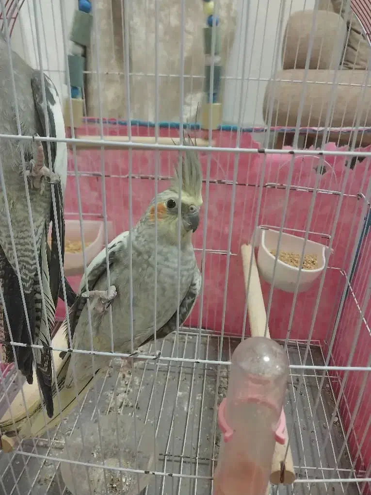 عروس هلندی جفت مولد|پرنده|فردیس, فرامرزیه|دیوار