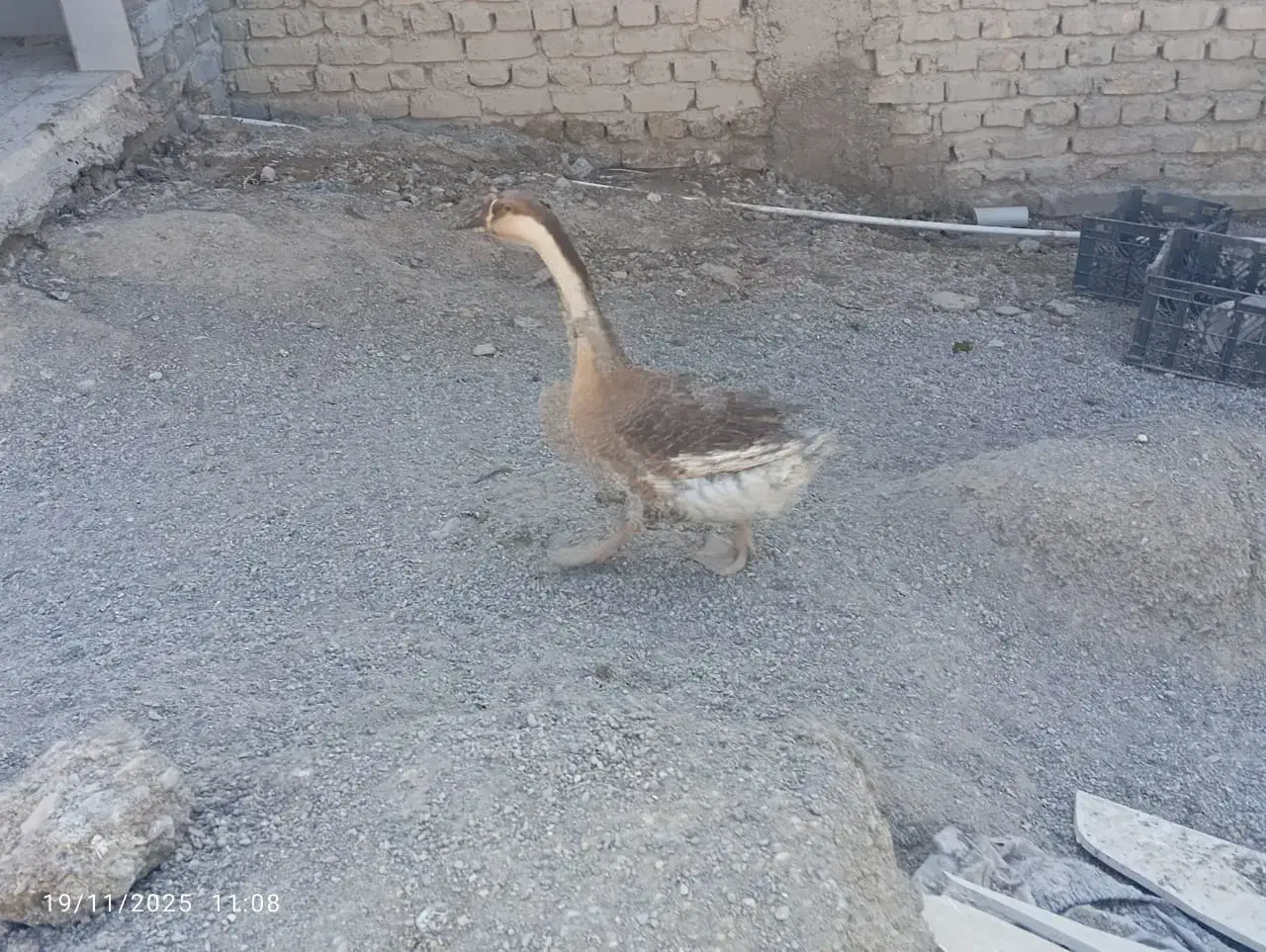 بط فروشی|حیوانات مزرعه|زابل, |دیوار