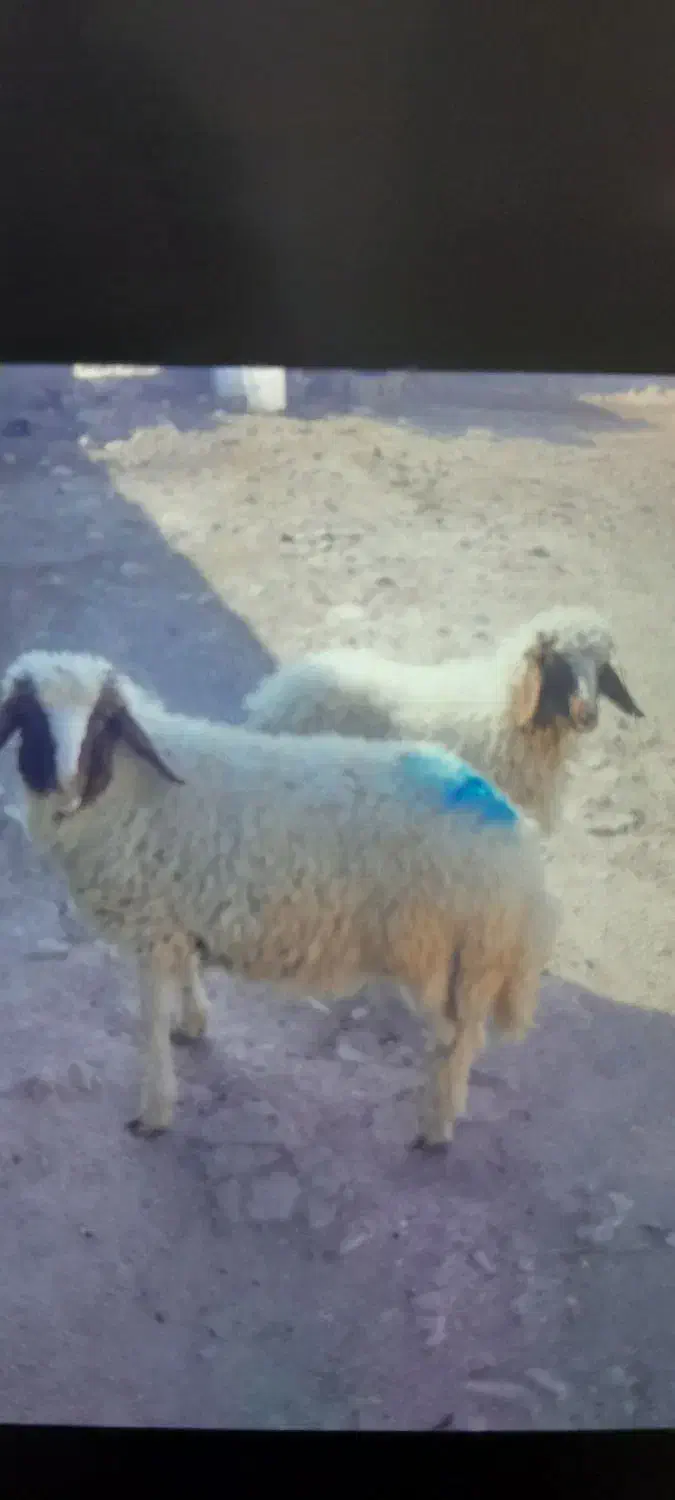 بر ه نر|حیوانات مزرعه|سرپل ذهاب, |دیوار