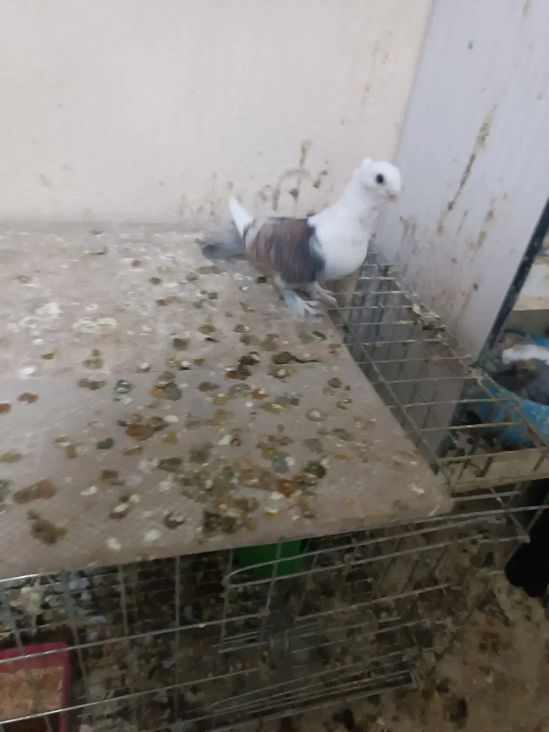 طاووسی|پرنده|مسجد سلیمان, |دیوار