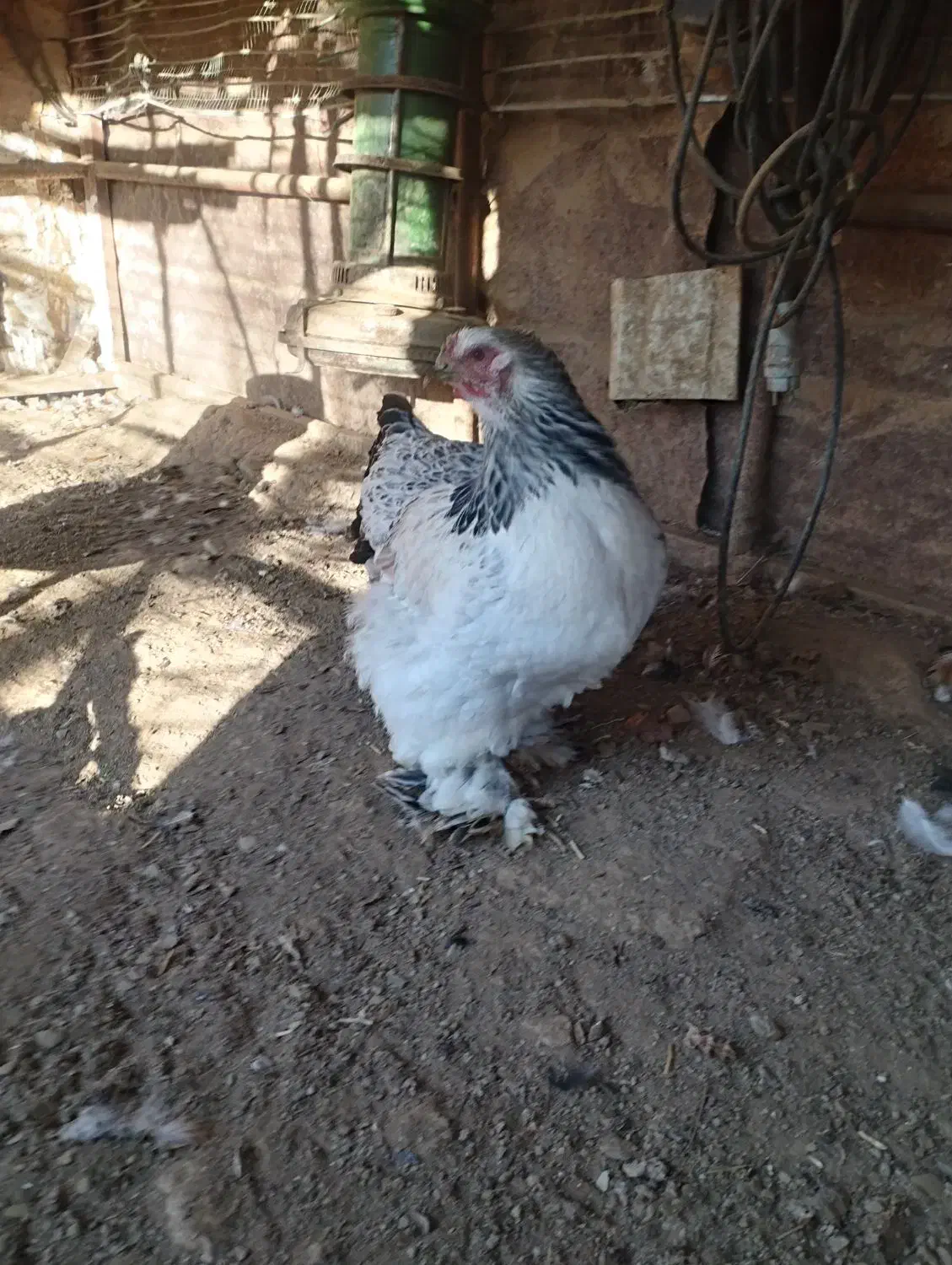 مرغ خروس وارداتی اصل برهما|حیوانات مزرعه|بانه, |دیوار