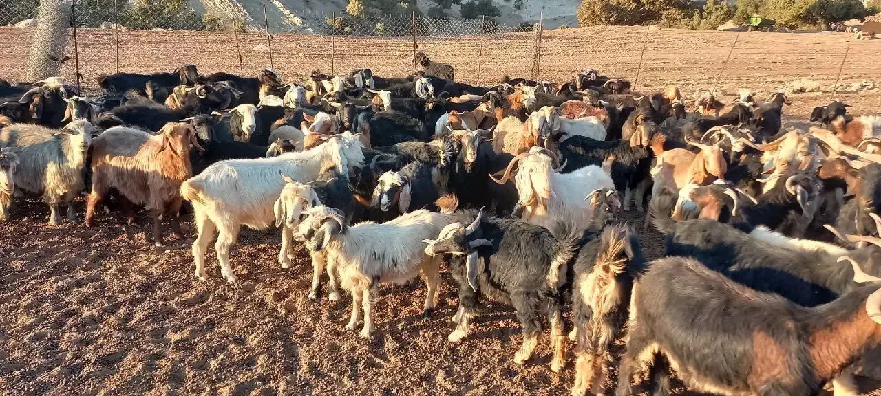 فروش چند راس بز|حیوانات مزرعه|آبدانان, |دیوار