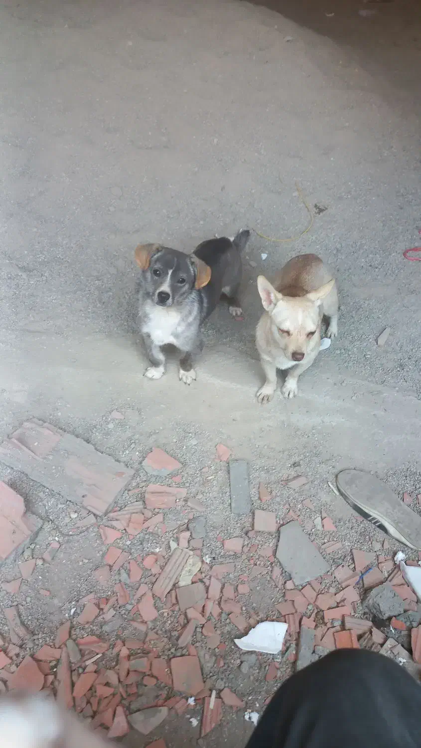 فروش پاکوتاه جک راسل جفت نروماده|سگ|آزادشهر, |دیوار