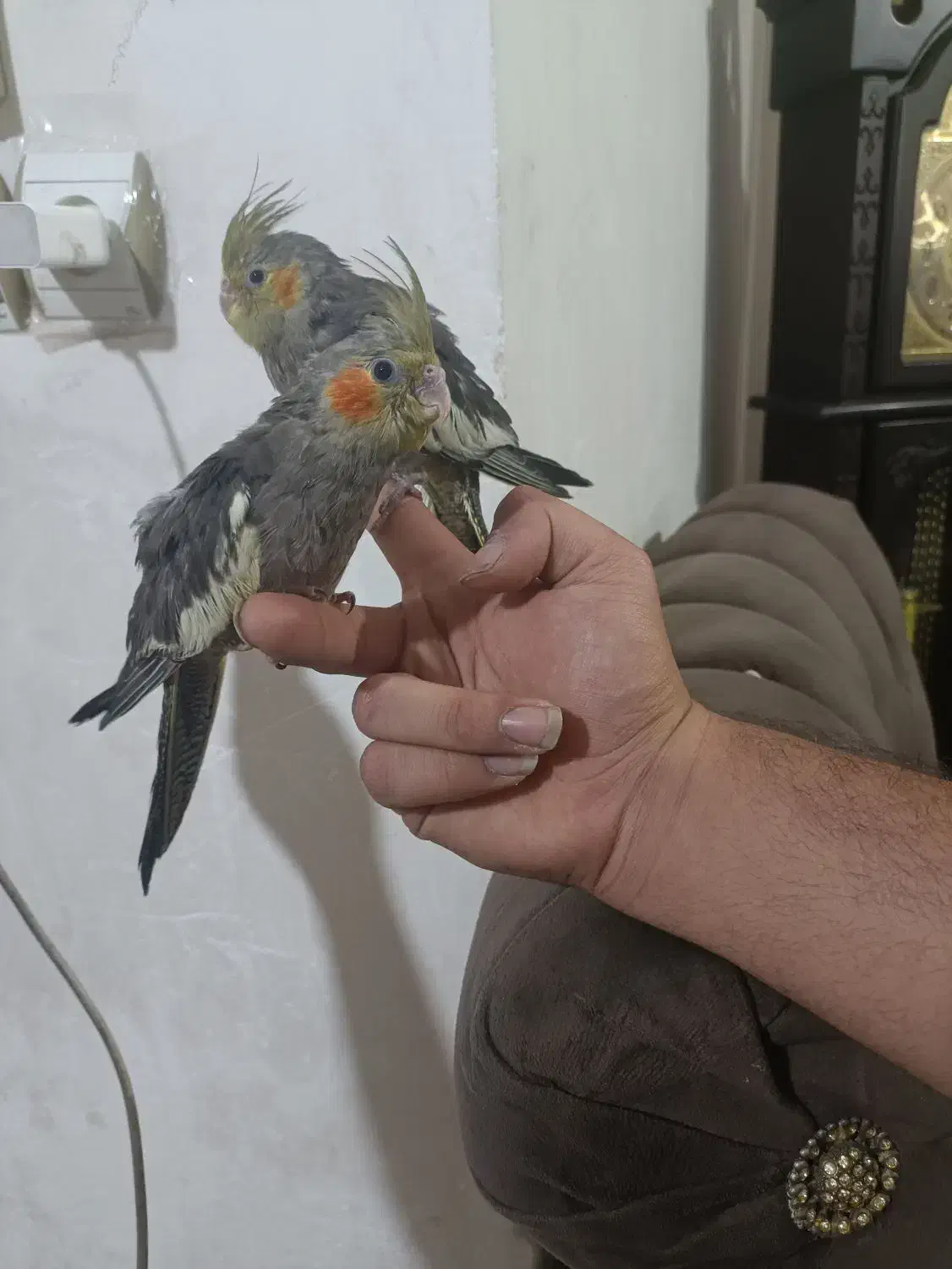 دوتاجوجه عروس هلندی کاملاسرحال دوتاباهم۱/۲۰۰|پرنده|اهواز, کوی سعدی|دیوار