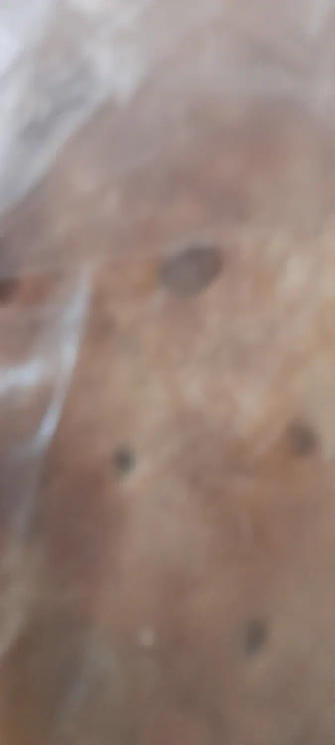 نان خشک دامی|لوازم جانبی حیوانات|یزد, |دیوار