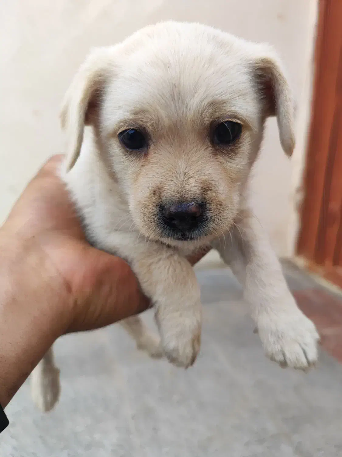 سگ نژاد پا کوتا|سگ|یزد, |دیوار