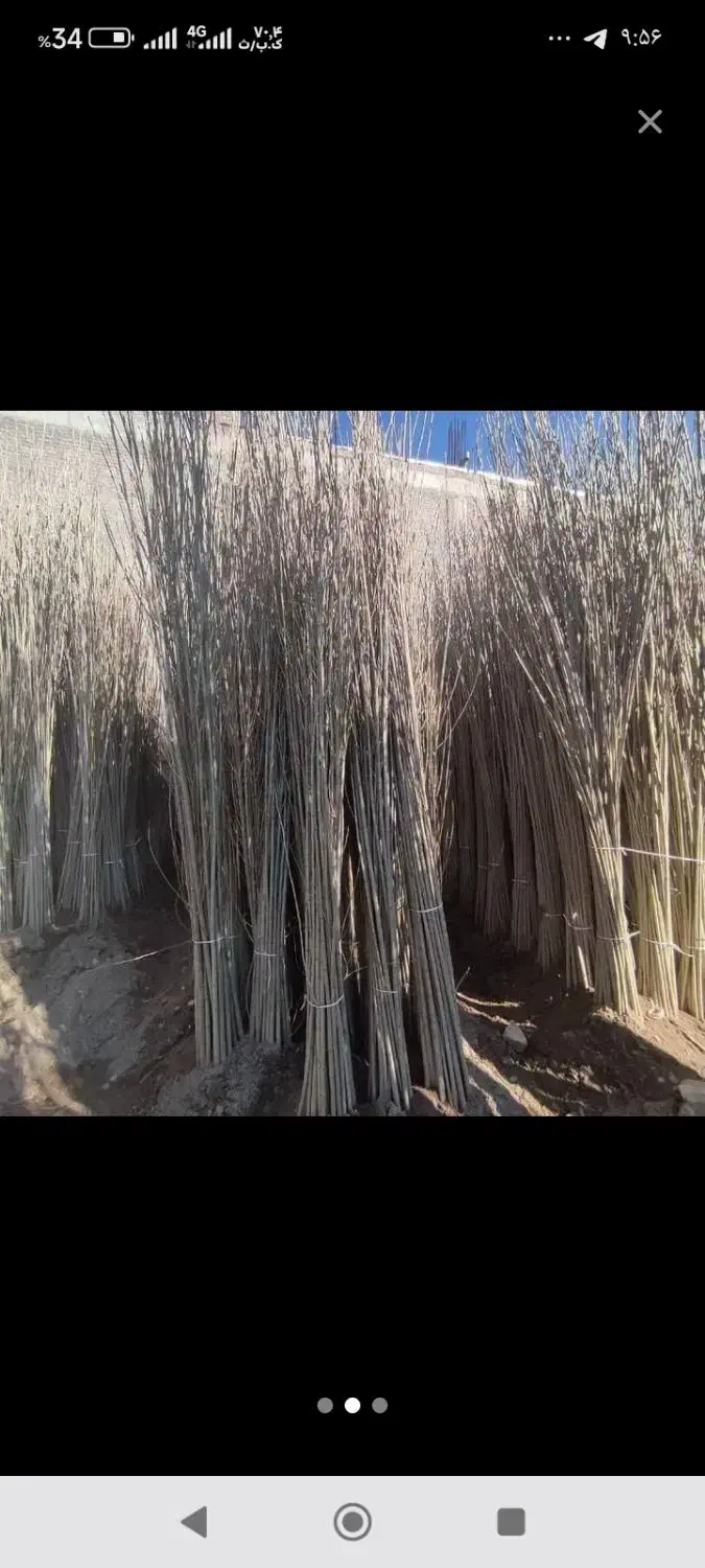 فروش نهال صنوبر|خدمات باغبانی و درختکاری|کوهنجان, |دیوار