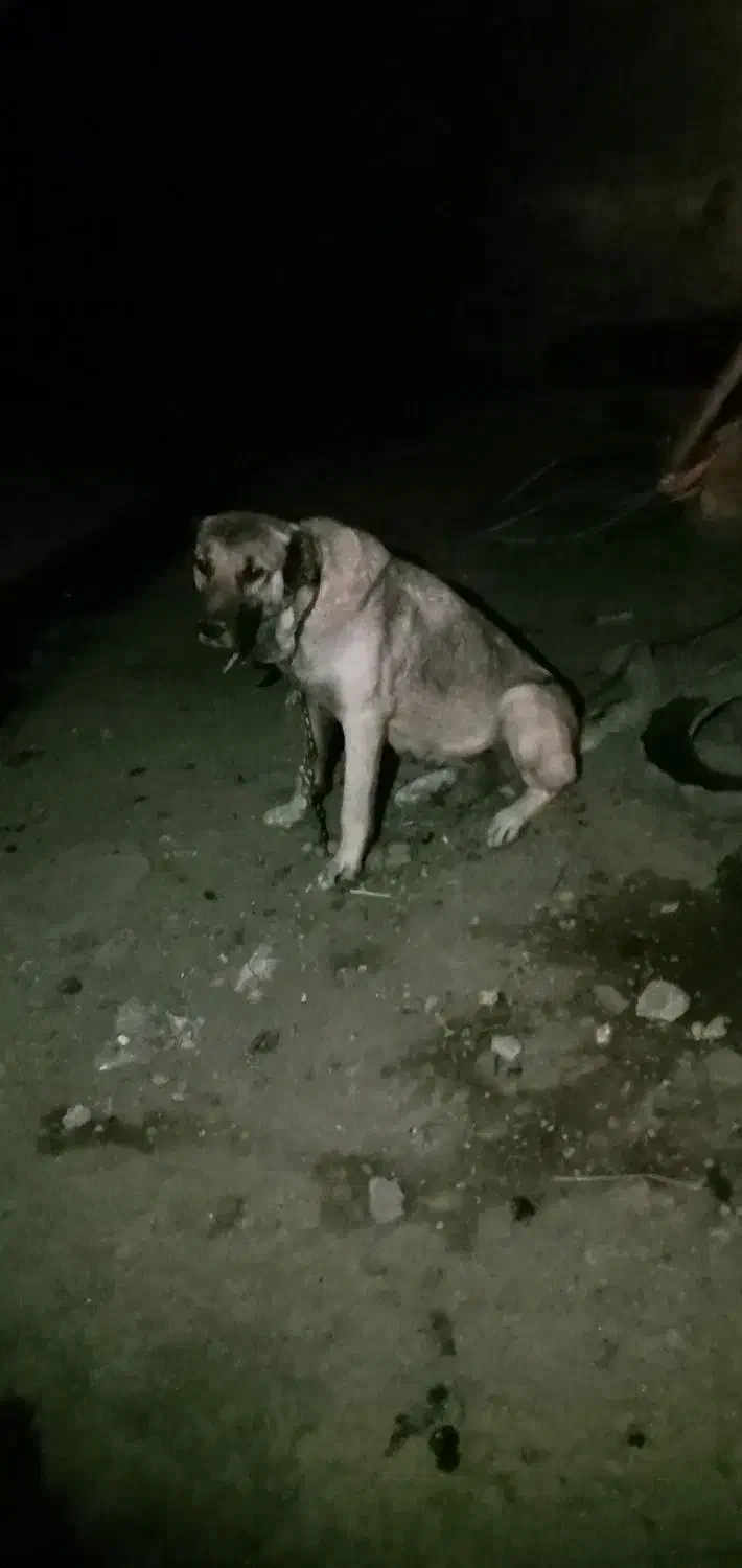 سگ سرابی ماده|سگ|ثمرین, |دیوار