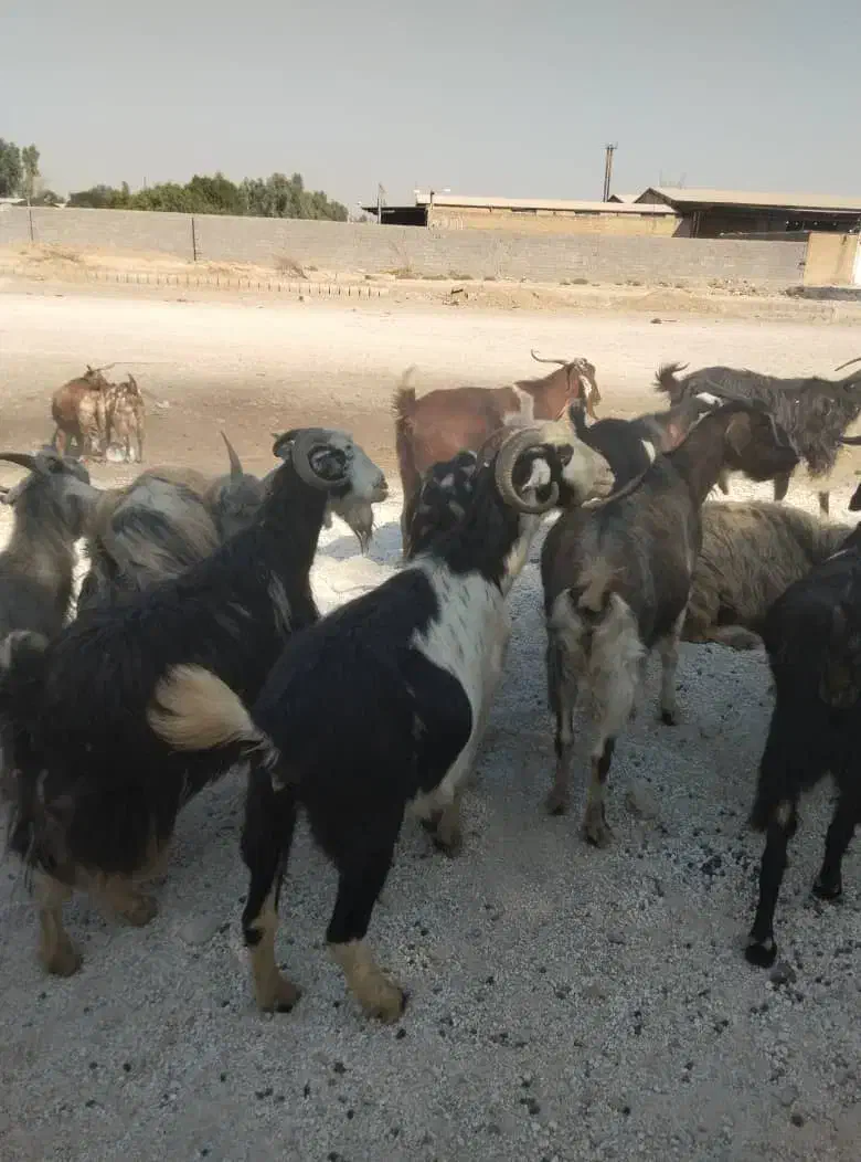 ۲۰راس بز جوان آبستن ۳راس زاییده|حیوانات مزرعه|اندیمشک, |دیوار