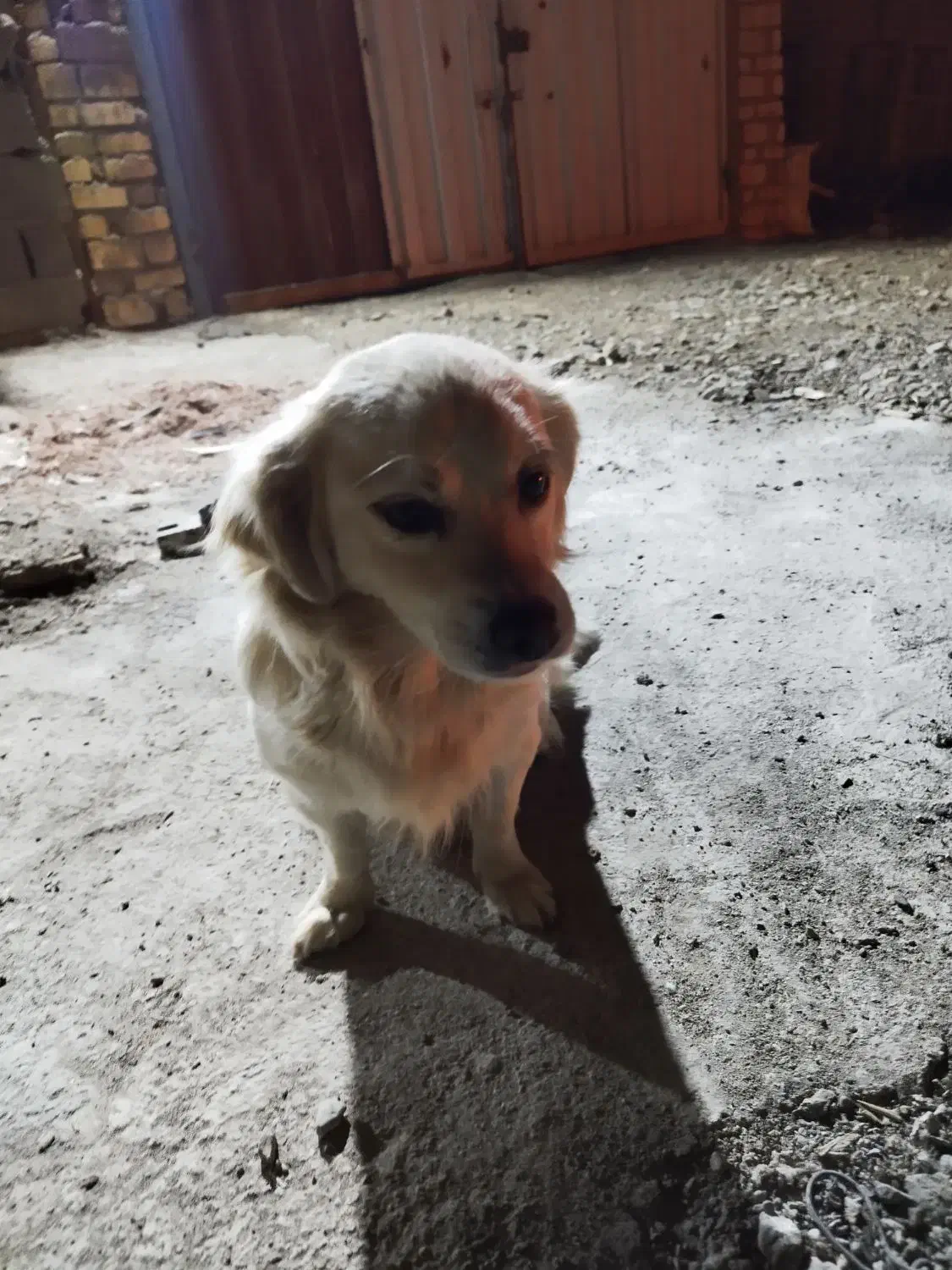 سگ پاپی|سگ|قم, بنیاد|دیوار