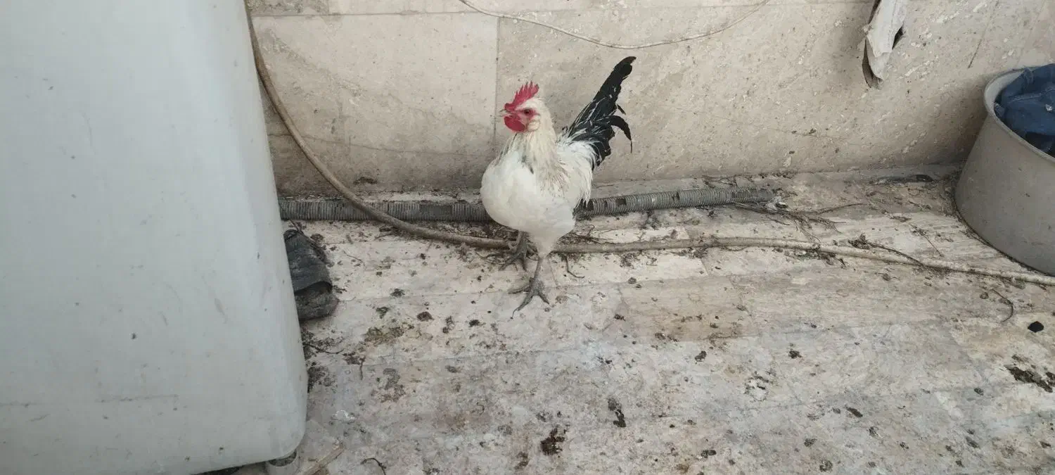 خروس فونیکس|حیوانات مزرعه|قم, مجیدیه|دیوار