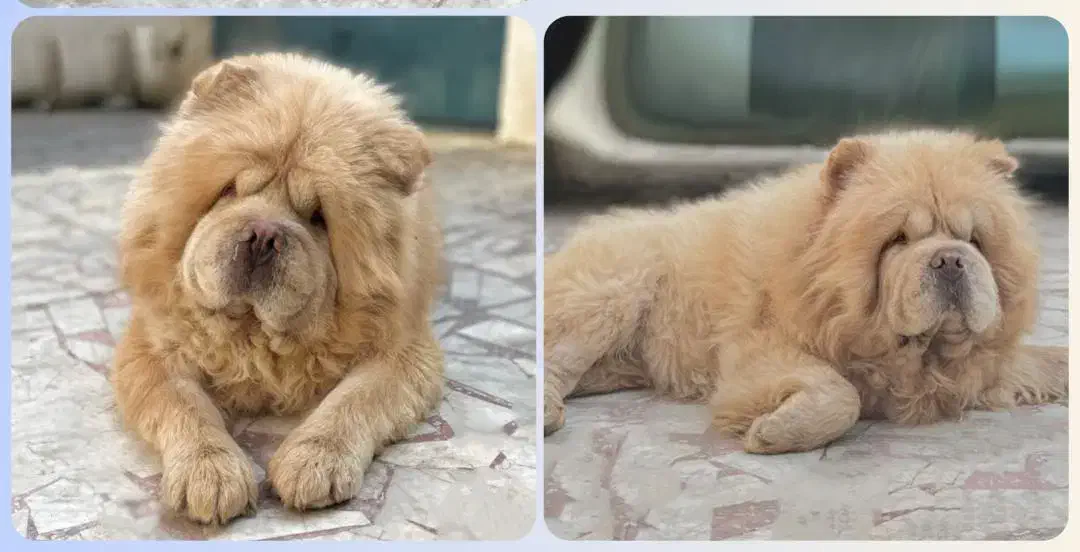 چاو چاو جهت کشش|سگ|قائمشهر, |دیوار