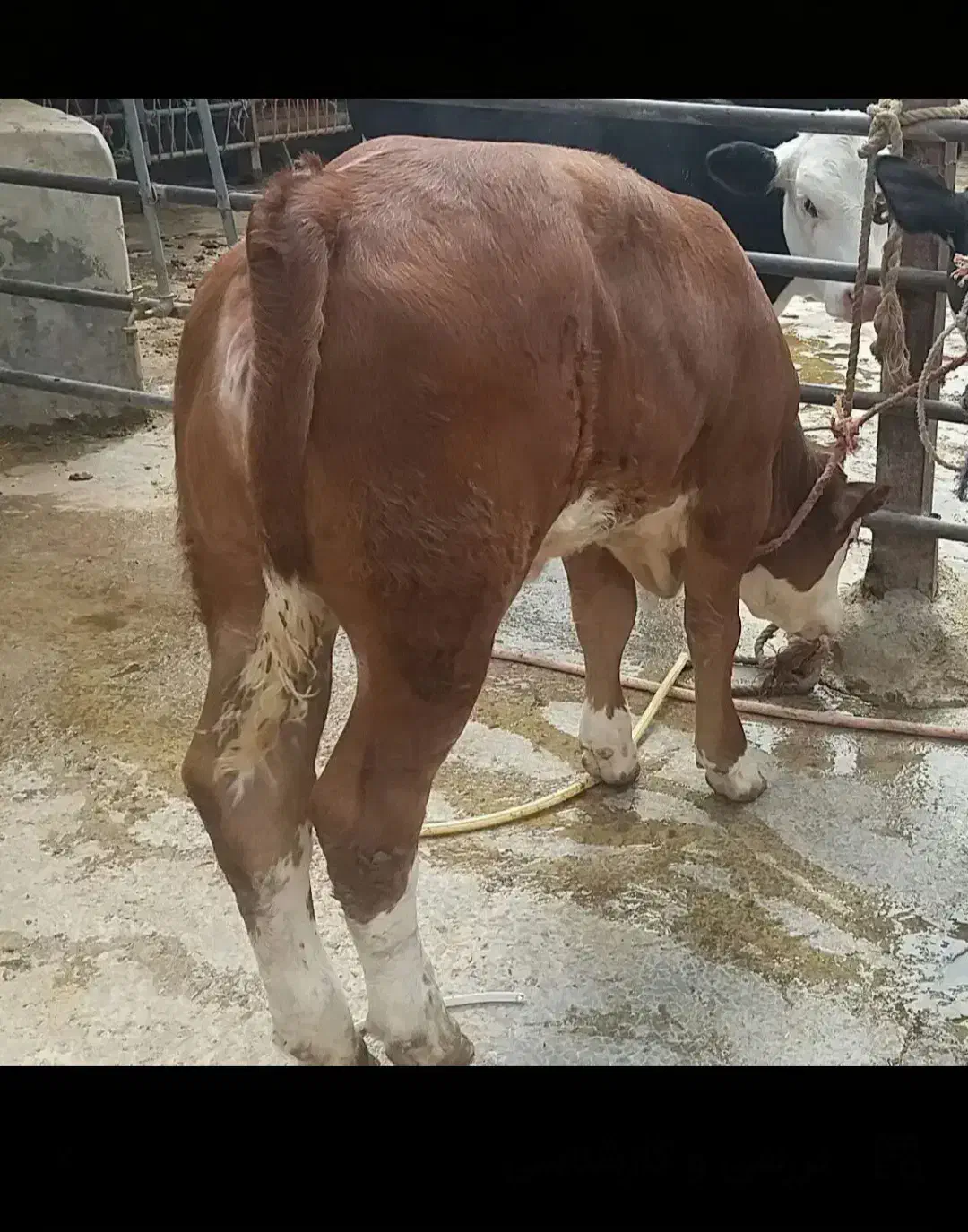 مجموعه اصیل سیدمهدی|حیوانات مزرعه|آق قلا, |دیوار