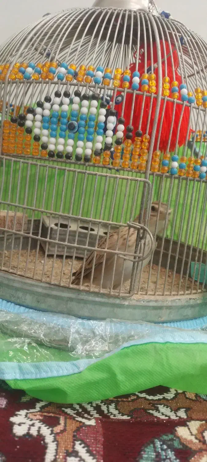 قناری|پرنده|شیراز, کفترک|دیوار