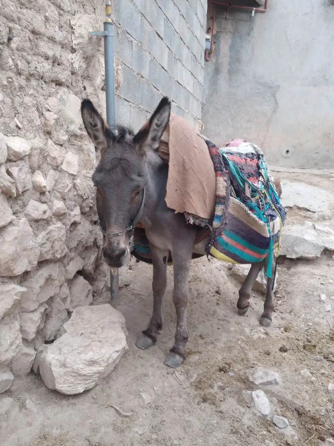 فروش.حیوانات|حیوانات مزرعه|بجنورد, |دیوار