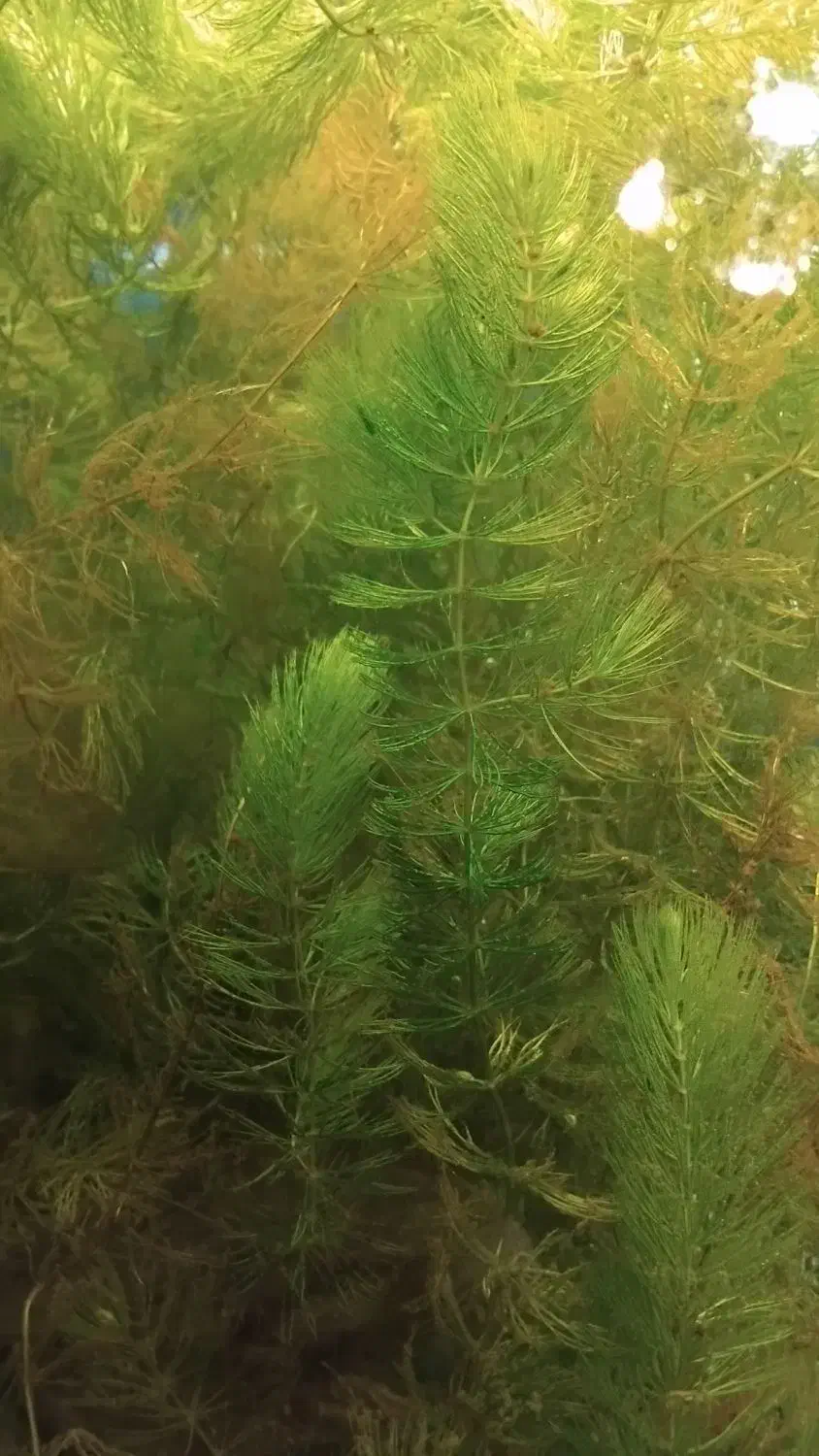 گیاه آکواریومی شویدی مخصوص اکواریوم|ماهی|تبریز, |دیوار