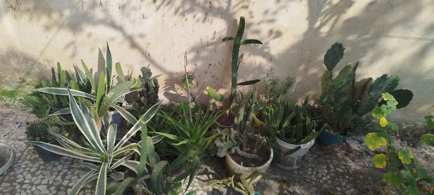 گل طبیعی|گل و گیاه طبیعی|رشت, فرزانه|دیوار