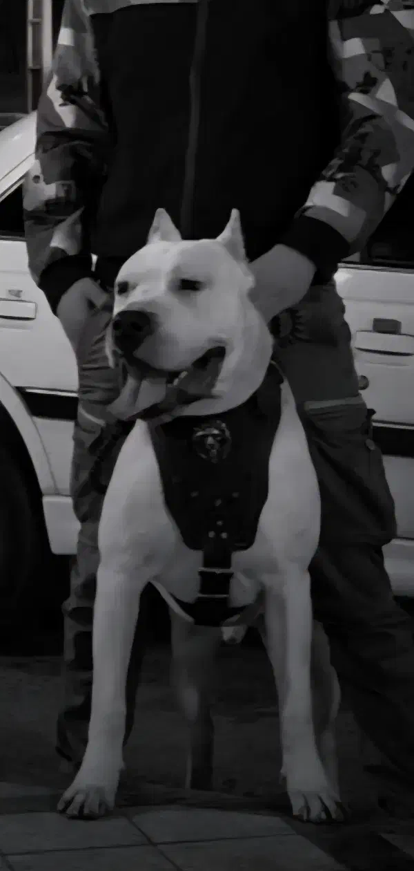 داگو آرژانتینو نر جهت کشش|سگ|رباط‌کریم, رباط‌کریم|دیوار