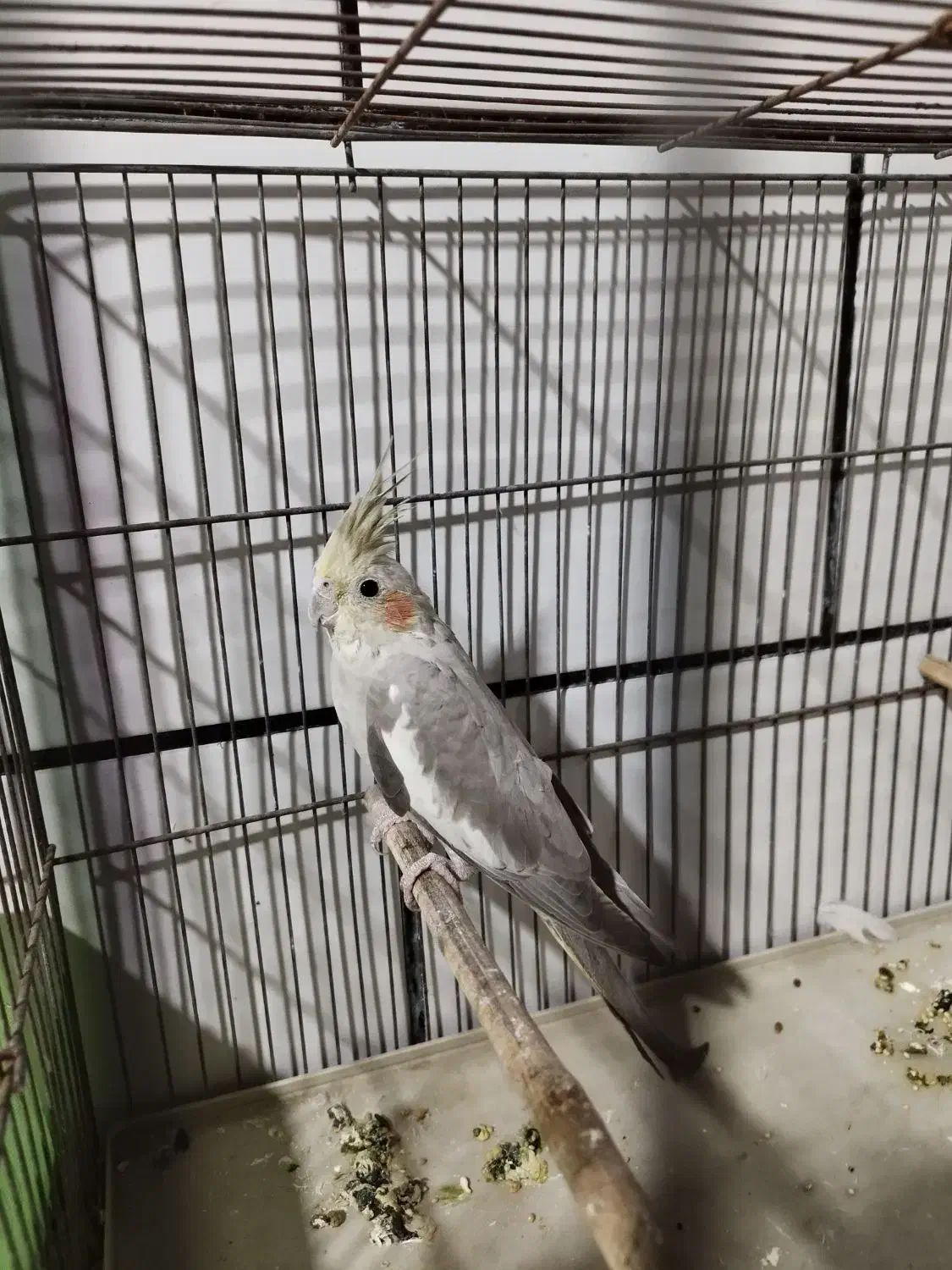 عروس هلندی لوتینو طوطی|پرنده|دزفول, |دیوار