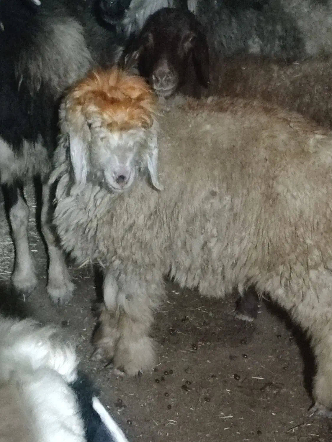 بره لری|حیوانات مزرعه|ازنا, |دیوار