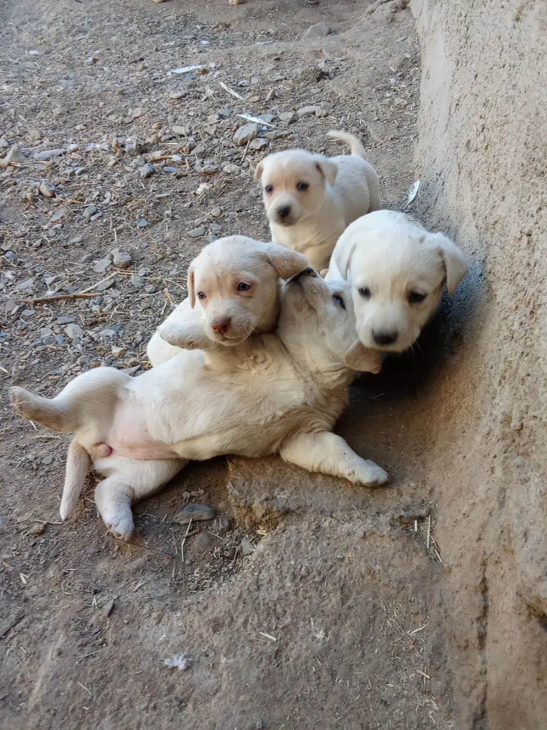 واگذاری پاکوتاه دهن پاک نگهبان|سگ|نیشابور, مازول|دیوار