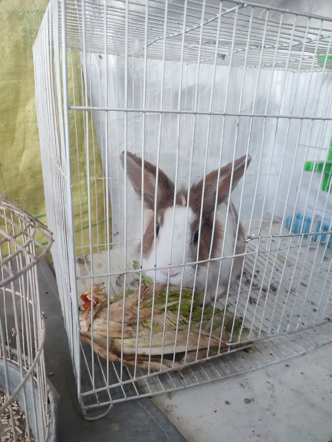 خرگوش|موش و خرگوش|چناران, |دیوار