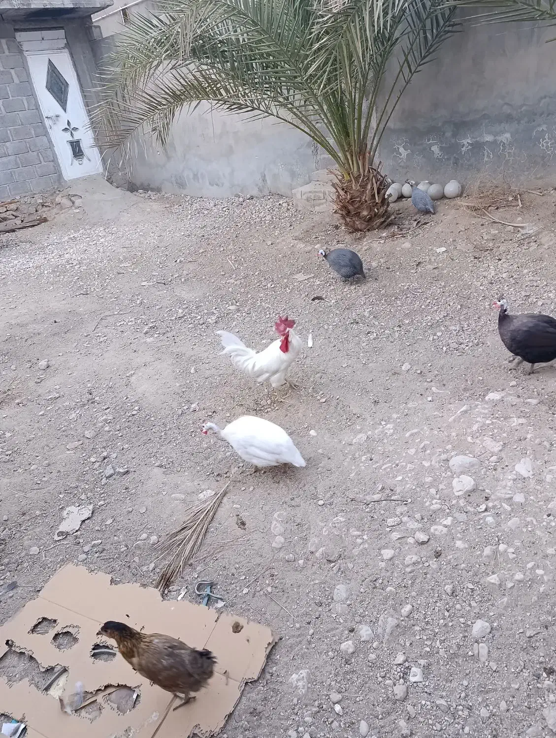 فروش مرغ شاخدار|حیوانات مزرعه|لامرد, |دیوار