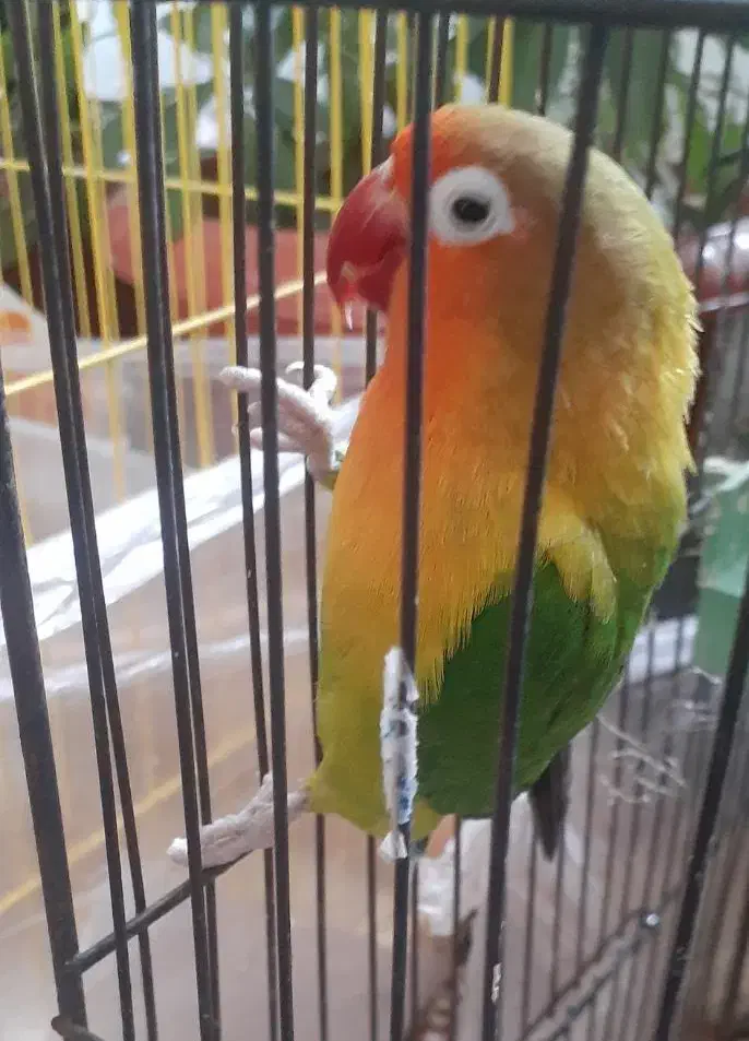 طوطی برزیلی|پرنده|ارومیه, |دیوار