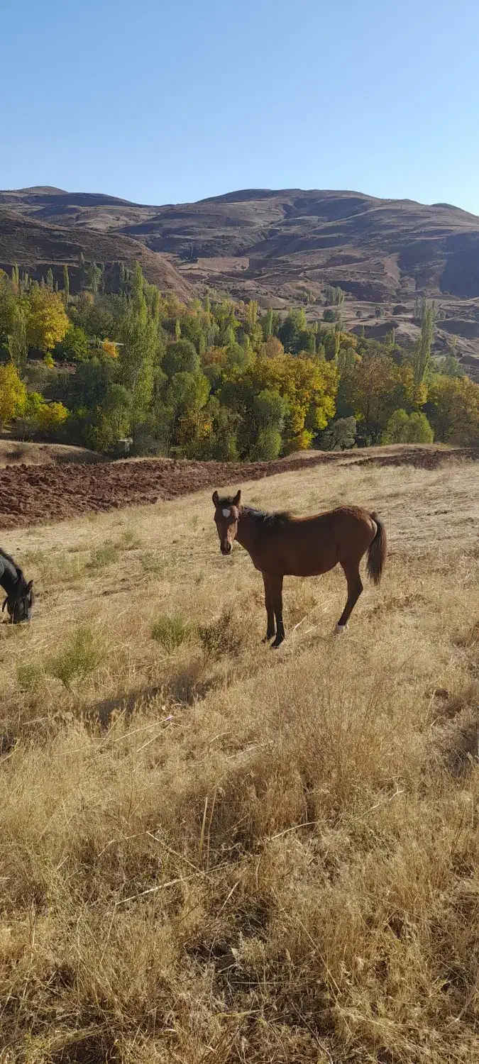 اسب|اسب و تجهیزات اسب‌سواری|خلخال, |دیوار