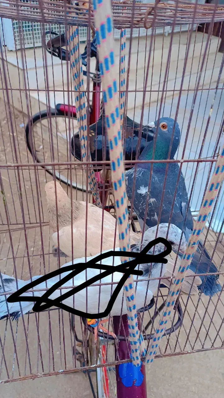 کبوتر|پرنده|خرمشهر, |دیوار